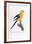 Golden Parakeet, Ara Guarouba, at an Early Age-Jacques Barraband-Framed Giclee Print
