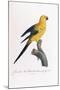 Golden Parakeet, Ara Guarouba, at an Early Age-Jacques Barraband-Mounted Giclee Print