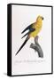 Golden Parakeet, Ara Guarouba, at an Early Age-Jacques Barraband-Framed Stretched Canvas