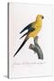 Golden Parakeet, Ara Guarouba, at an Early Age-Jacques Barraband-Stretched Canvas