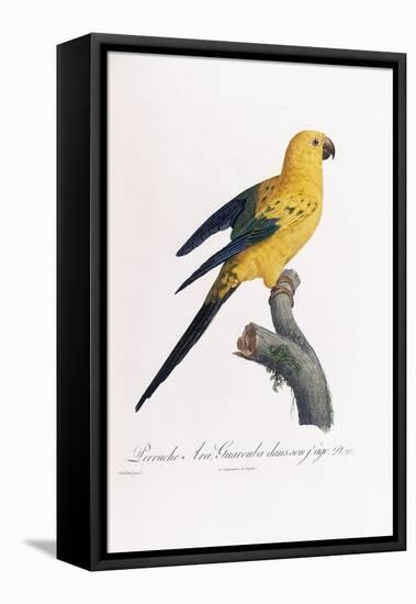 Golden Parakeet, Ara Guarouba, at an Early Age-Jacques Barraband-Framed Stretched Canvas