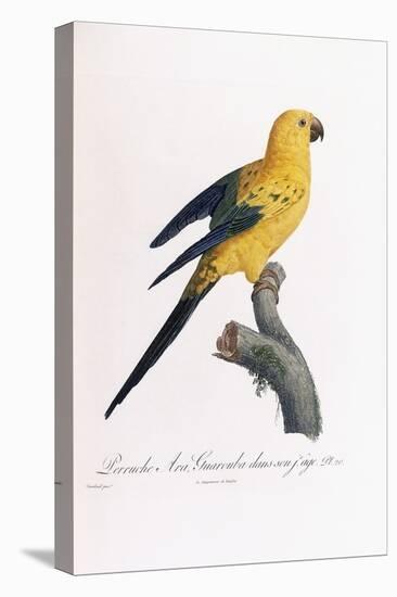 Golden Parakeet, Ara Guarouba, at an Early Age-Jacques Barraband-Stretched Canvas