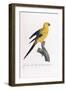 Golden Parakeet, Ara Guarouba, at an Early Age-Jacques Barraband-Framed Giclee Print