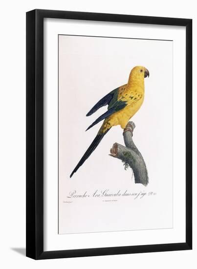 Golden Parakeet, Ara Guarouba, at an Early Age-Jacques Barraband-Framed Giclee Print