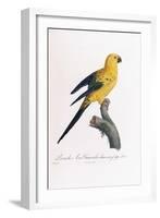 Golden Parakeet, Ara Guarouba, at an Early Age-Jacques Barraband-Framed Giclee Print