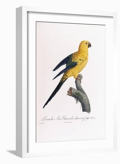 Golden Parakeet, Ara Guarouba, at an Early Age-Jacques Barraband-Framed Giclee Print