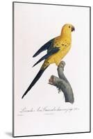 Golden Parakeet, Ara Guarouba, at an Early Age-Jacques Barraband-Mounted Giclee Print