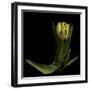 Golden Parrot Tulip-Magda Indigo-Framed Photographic Print