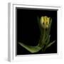 Golden Parrot Tulip-Magda Indigo-Framed Photographic Print