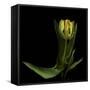 Golden Parrot Tulip-Magda Indigo-Framed Stretched Canvas