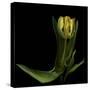 Golden Parrot Tulip-Magda Indigo-Stretched Canvas