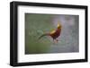 Golden Pheasant (Chrysolophus Pictus) Male Walking-Dong Lei-Framed Photographic Print