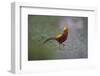 Golden Pheasant (Chrysolophus Pictus) Male Walking-Dong Lei-Framed Photographic Print