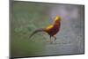 Golden Pheasant (Chrysolophus Pictus) Male Walking-Dong Lei-Mounted Photographic Print