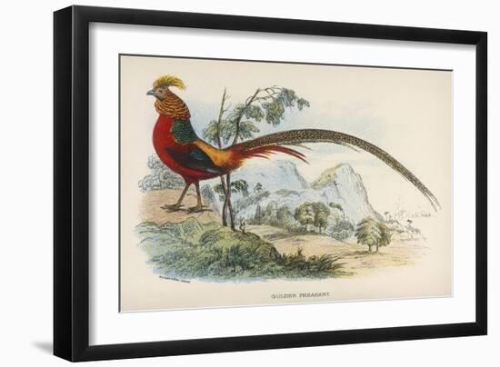 Golden Pheasant Chrysolophus Pictus - One of the Most Magnificent Birds in Our Files!-null-Framed Art Print