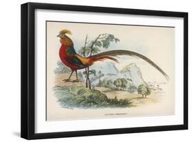 Golden Pheasant Chrysolophus Pictus - One of the Most Magnificent Birds in Our Files!-null-Framed Art Print