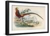 Golden Pheasant Chrysolophus Pictus - One of the Most Magnificent Birds in Our Files!-null-Framed Art Print