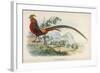 Golden Pheasant Chrysolophus Pictus - One of the Most Magnificent Birds in Our Files!-null-Framed Art Print