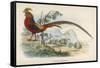 Golden Pheasant Chrysolophus Pictus - One of the Most Magnificent Birds in Our Files!-null-Framed Stretched Canvas
