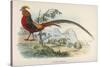 Golden Pheasant Chrysolophus Pictus - One of the Most Magnificent Birds in Our Files!-null-Stretched Canvas