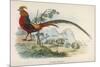 Golden Pheasant Chrysolophus Pictus - One of the Most Magnificent Birds in Our Files!-null-Mounted Art Print