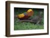 Golden pheasant displaying to female pheasants at Yangxian Nature Reserve, Shaanxi, China-Staffan Widstrand/Wild Wonders of China-Framed Photographic Print