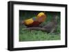 Golden pheasant displaying to female pheasants at Yangxian Nature Reserve, Shaanxi, China-Staffan Widstrand/Wild Wonders of China-Framed Photographic Print