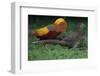 Golden pheasant displaying to female pheasants at Yangxian Nature Reserve, Shaanxi, China-Staffan Widstrand/Wild Wonders of China-Framed Photographic Print