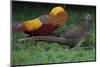 Golden pheasant displaying to female pheasants at Yangxian Nature Reserve, Shaanxi, China-Staffan Widstrand/Wild Wonders of China-Mounted Photographic Print