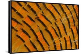 Golden Pheasant Feather Fan Design-Darrell Gulin-Framed Stretched Canvas