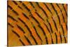 Golden Pheasant Feather Fan Design-Darrell Gulin-Stretched Canvas