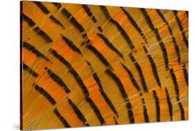 Golden Pheasant Feather Fan Design-Darrell Gulin-Stretched Canvas