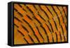 Golden Pheasant Feather Fan Design-Darrell Gulin-Framed Stretched Canvas