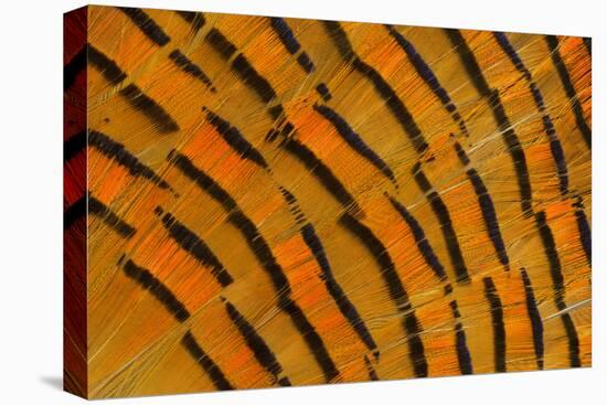 Golden Pheasant Feather Fan Design-Darrell Gulin-Stretched Canvas