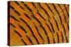 Golden Pheasant Feather Fan Design-Darrell Gulin-Stretched Canvas