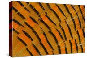 Golden Pheasant Feather Fan Design-Darrell Gulin-Stretched Canvas