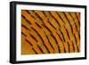 Golden Pheasant Feather Fan Design-Darrell Gulin-Framed Photographic Print