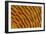 Golden Pheasant Feather Fan Design-Darrell Gulin-Framed Photographic Print