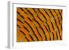 Golden Pheasant Feather Fan Design-Darrell Gulin-Framed Photographic Print