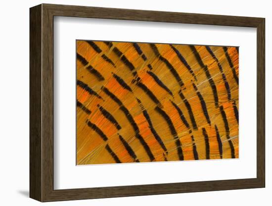 Golden Pheasant Feather Fan Design-Darrell Gulin-Framed Photographic Print