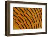 Golden Pheasant Feather Fan Design-Darrell Gulin-Framed Photographic Print