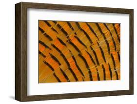 Golden Pheasant Feather Fan Design-Darrell Gulin-Framed Photographic Print