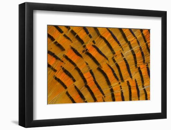 Golden Pheasant Feather Fan Design-Darrell Gulin-Framed Photographic Print