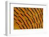 Golden Pheasant Feather Fan Design-Darrell Gulin-Framed Photographic Print