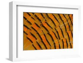 Golden Pheasant Feather Fan Design-Darrell Gulin-Framed Photographic Print