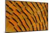 Golden Pheasant Feather Fan Design-Darrell Gulin-Mounted Photographic Print