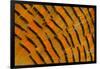 Golden Pheasant Feather Fan Design-Darrell Gulin-Framed Photographic Print