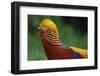 Golden pheasant male displaying in grass in Yangxian Nature Reserve, Shaanxi, China-Staffan Widstrand/Wild Wonders of China-Framed Photographic Print