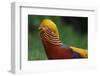 Golden pheasant male displaying in grass in Yangxian Nature Reserve, Shaanxi, China-Staffan Widstrand/Wild Wonders of China-Framed Photographic Print