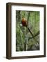 Golden pheasant male perched in tree, Tangjiahe National NR, Sichuan province, China-Staffan Widstrand/Wild Wonders of China-Framed Photographic Print